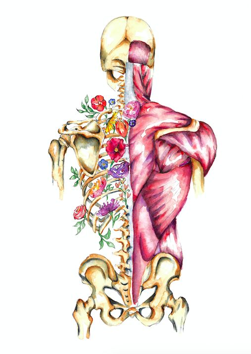 collections — almost anatomical